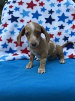 Daisy , a male Miniature Dachshund for sale in Neosho, MO – 2 of 2