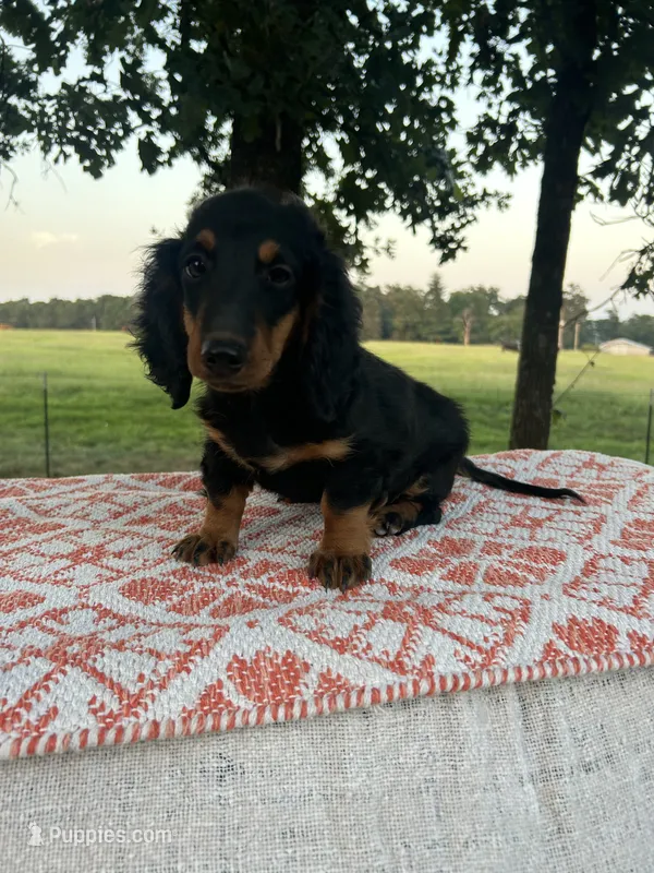 Josie – Miniature Dachshund puppy for sale in Neosho, MO