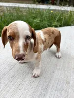Blaze , a male Miniature Dachshund for sale in Neosho, MO – 3 of 4