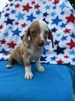 Loki, a male Miniature Dachshund for sale in Neosho, MO – 1 of 3