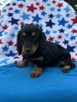 Molly, a female Miniature Dachshund for sale in Neosho, MO – 1 of 2