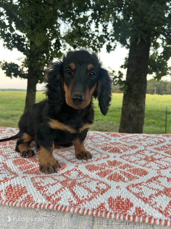 Molly – Miniature Dachshund puppy for sale in Neosho, MO