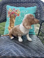 Daisy , a female Miniature Dachshund for sale in Neosho, MO – 3 of 4