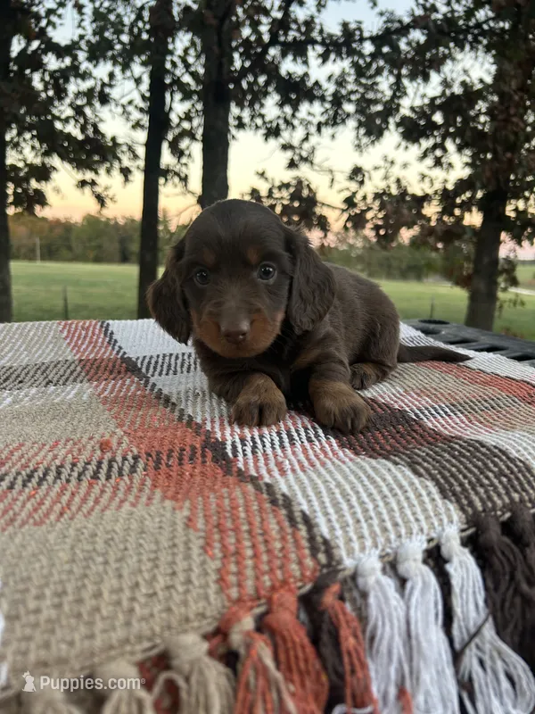 Hunter  – Miniature Dachshund puppy for sale in Neosho, MO