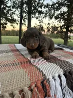 Hunter , a male Miniature Dachshund for sale in Neosho, MO – 1 of 3