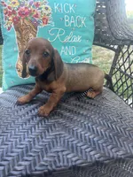 Sunny, a female Miniature Dachshund for sale in Neosho, MO – 2 of 2