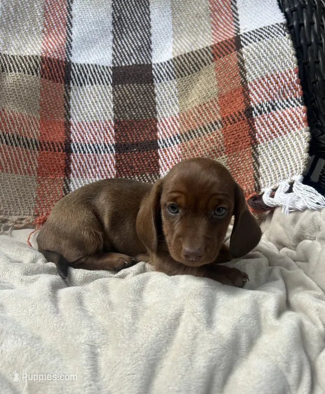 Jason – Miniature Dachshund puppy for sale in Neosho, MO
