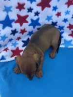Sunny, a female Miniature Dachshund for sale in Neosho, MO – 5 of 5