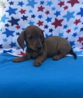 Sunny, a female Miniature Dachshund for sale in Neosho, MO – 3 of 5