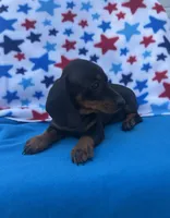 Oscar, a male Miniature Dachshund for sale in Neosho, MO – 3 of 4