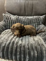 Hunter, a male Miniature Dachshund for sale in Neosho, MO – 2 of 2