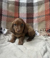Pumpkin , a female Miniature Dachshund for sale in Neosho, MO – 2 of 2