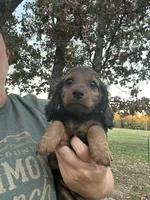 Freddie, a male Miniature Dachshund for sale in Neosho, MO – 4 of 4