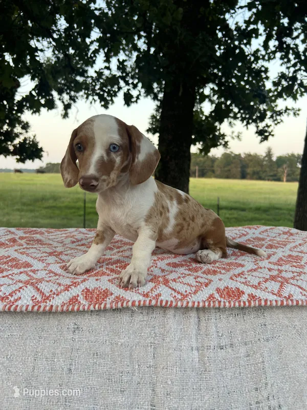 Blaze – Miniature Dachshund puppy for sale in Neosho, MO