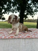 Blaze, a male Miniature Dachshund for sale in Neosho, MO – 1 of 3