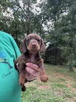 Liberty, a female Miniature Dachshund for sale in Neosho, MO – 2 of 3