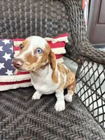 Blaze , a male Miniature Dachshund for sale in Neosho, MO – 2 of 4