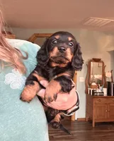 Mini, a female Miniature Dachshund for sale in Neosho, MO – Photo 1 of 2