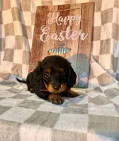 Mini, a female Miniature Dachshund for sale in Neosho, MO – Photo 2 of 2
