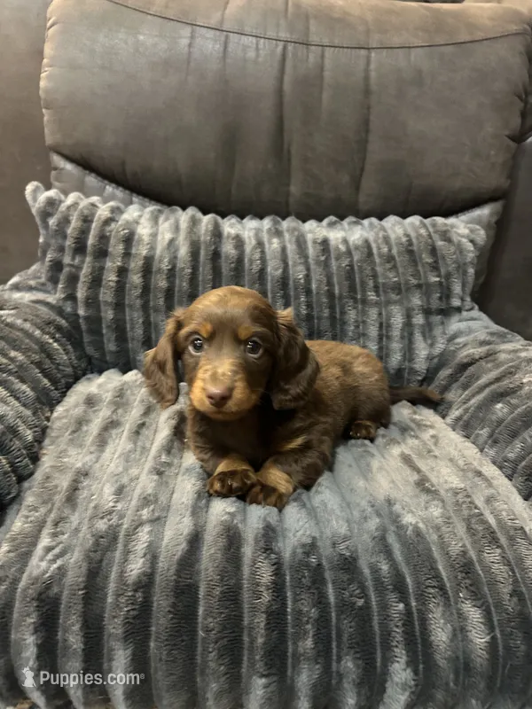 Hunter – Miniature Dachshund puppy for sale in Neosho, MO
