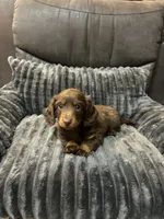 Hunter, a male Miniature Dachshund for sale in Neosho, MO – 1 of 2