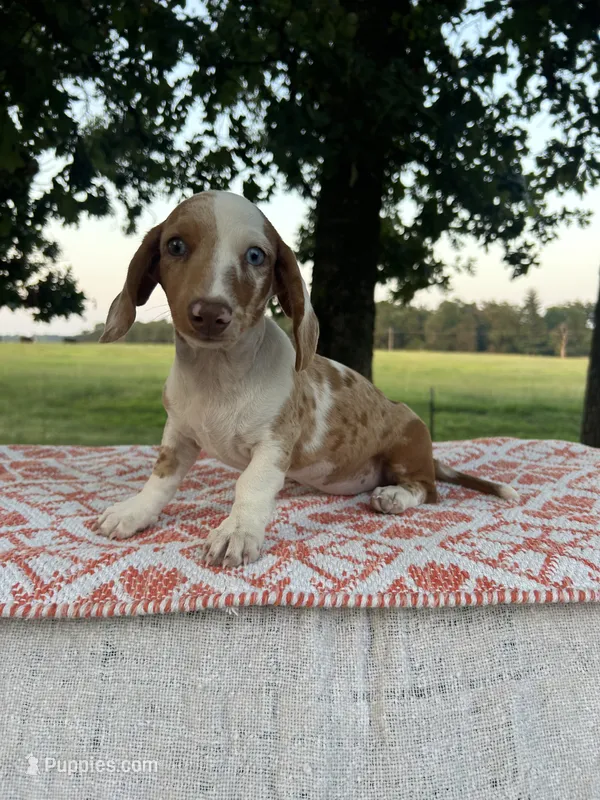 Blaze – Miniature Dachshund puppy for sale in Neosho, MO