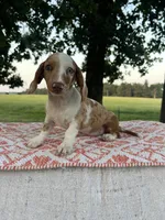 Blaze, a male Miniature Dachshund for sale in Neosho, MO – 2 of 3