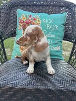 Daisy , a female Miniature Dachshund for sale in Neosho, MO – 4 of 4