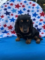 Molly, a female Miniature Dachshund for sale in Neosho, MO – 2 of 2