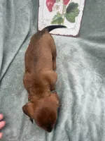 Sunny, a female Miniature Dachshund for sale in Neosho, MO – 3 of 3