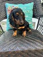 Molly, a female Miniature Dachshund for sale in Neosho, MO – 2 of 3