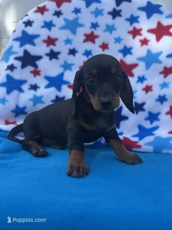 Oscar – Miniature Dachshund puppy for sale in Neosho, MO