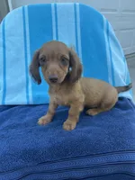 Duke, a male Miniature Dachshund for sale in Neosho, MO – 3 of 4