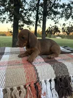 Pumpkin , a female Miniature Dachshund for sale in Neosho, MO – 2 of 3