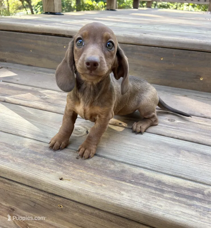Pumpkin  – Miniature Dachshund puppy for sale in Neosho, MO