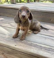 Pumpkin , a female Miniature Dachshund for sale in Neosho, MO – 1 of 4