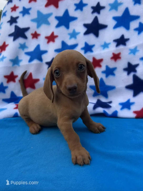 Sadie – Miniature Dachshund puppy for sale in Neosho, MO