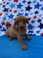 Sadie, a female Miniature Dachshund for sale in Neosho, MO – 1 of 3