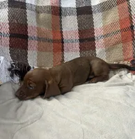 Jason, a male Miniature Dachshund for sale in Neosho, MO – 3 of 3
