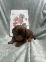 Shadow , a female Miniature Dachshund for sale in Neosho, MO – 3 of 3