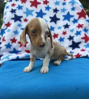 Loki, a male Miniature Dachshund for sale in Neosho, MO – 2 of 3