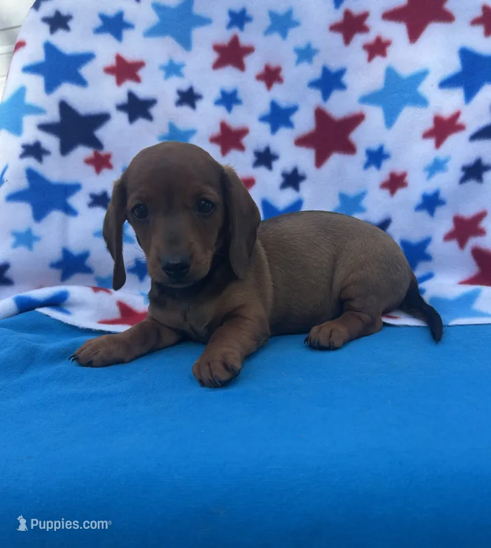 Sunny – Miniature Dachshund puppy for sale in Neosho, MO