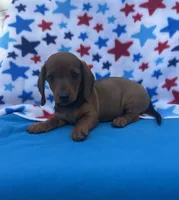 Sunny, a female Miniature Dachshund for sale in Neosho, MO – 1 of 5