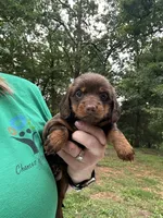 Shadow , a female Miniature Dachshund for sale in Neosho, MO – 1 of 3