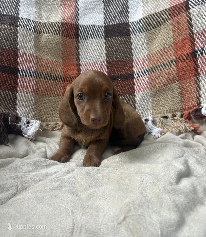 Pumpkin  – Miniature Dachshund puppy for sale in Neosho, MO