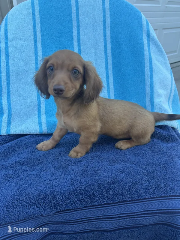 Duke – Miniature Dachshund puppy for sale in Neosho, MO