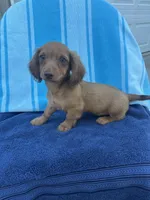 Duke, a male Miniature Dachshund for sale in Neosho, MO – 1 of 4