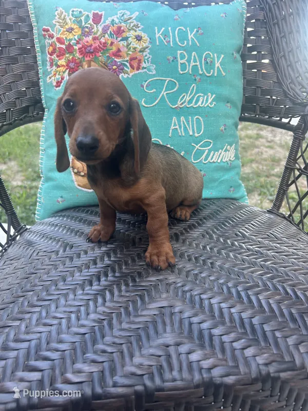 Sunny – Miniature Dachshund puppy for sale in Neosho, MO