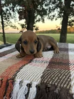Oakley, a male Miniature Dachshund for sale in Neosho, MO – 4 of 4