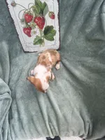 Loki , a male Miniature Dachshund for sale in Neosho, MO – 3 of 3